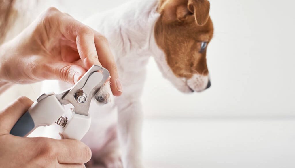 furkids-first-aid-dog-clippers-safety-guard
