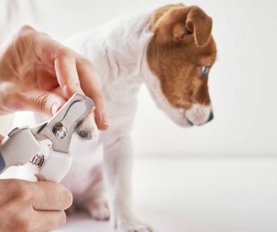 furkids-first-aid-dog-clippers-safety-guard
