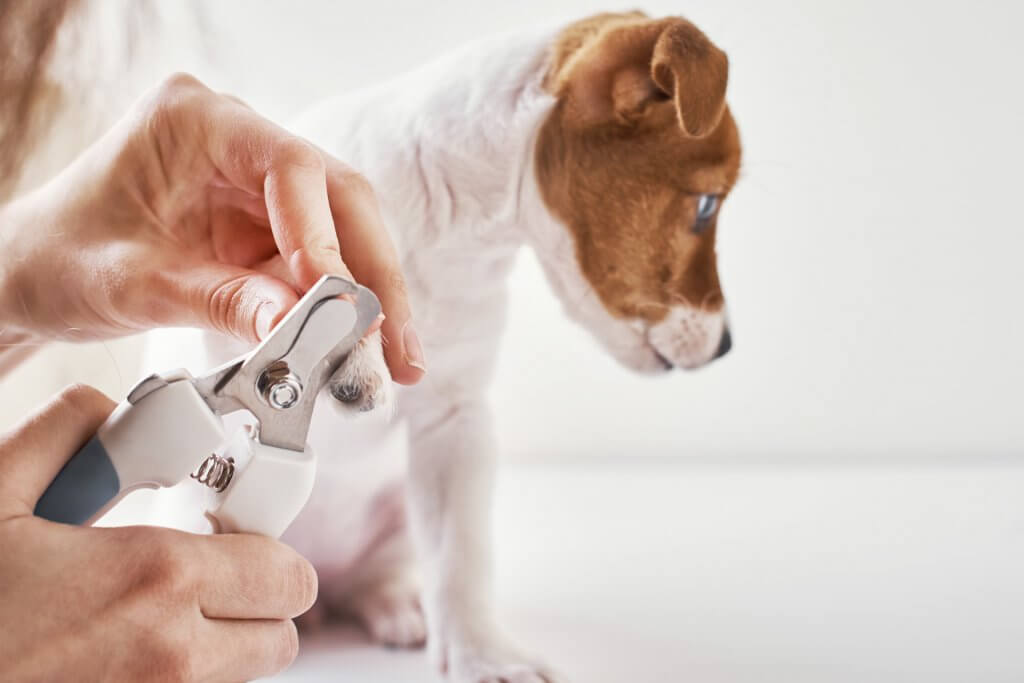 furkids-first-aid-dog-clippers-safety-guard furkids-first-aid-dog-clippers-safety-guard