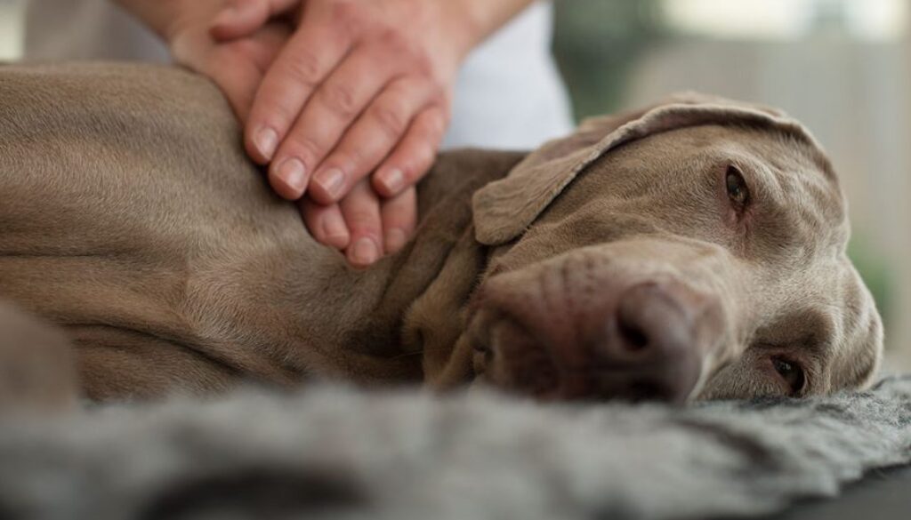 furkids-first-aid-canine-therapy-massage