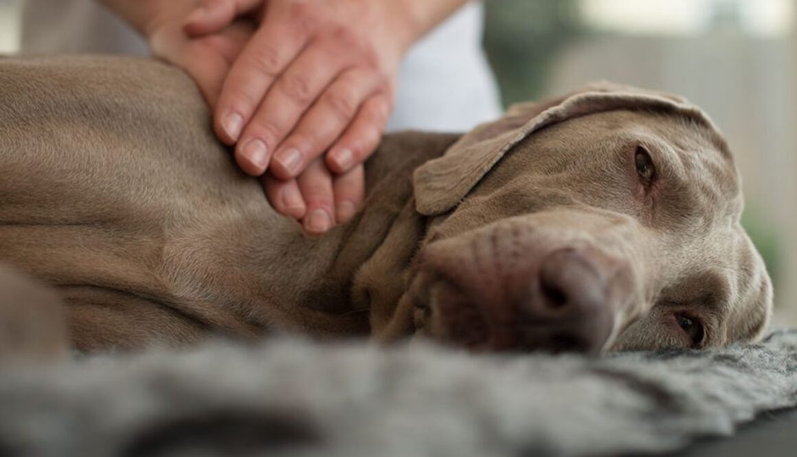 furkids-first-aid-canine-therapy-massage