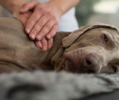 furkids-first-aid-canine-therapy-massage