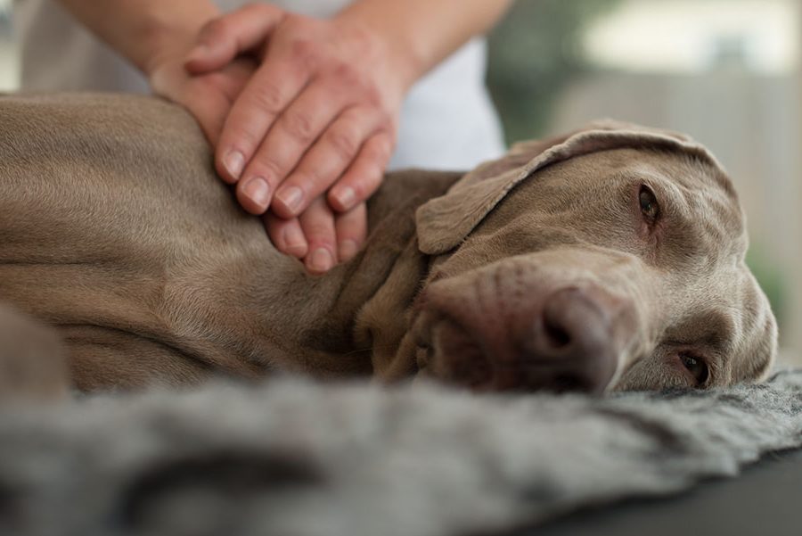 furkids-first-aid-canine-therapy-massage