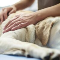 Photo of a fawn Labrador retriever on a massage by a rehabilitation doctor in physiotherapy. Inspection of a dog at a veterinary clinic