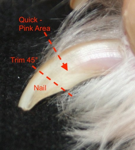 dog anatomy trimming nail dog anatomy trimming nail