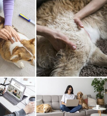 Dog owners first aid pictorial Promo VetPet Academy 1