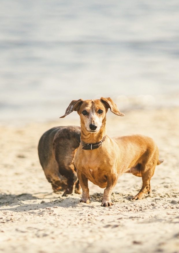 Dacshunds at beach vetpet academy