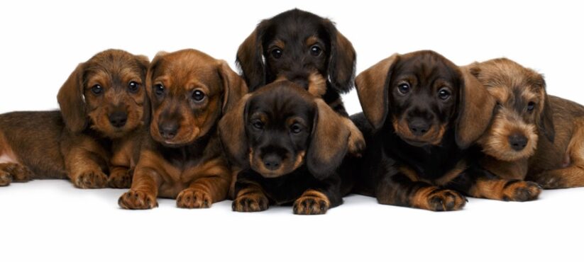 Dashies puppies white background vetpet academy