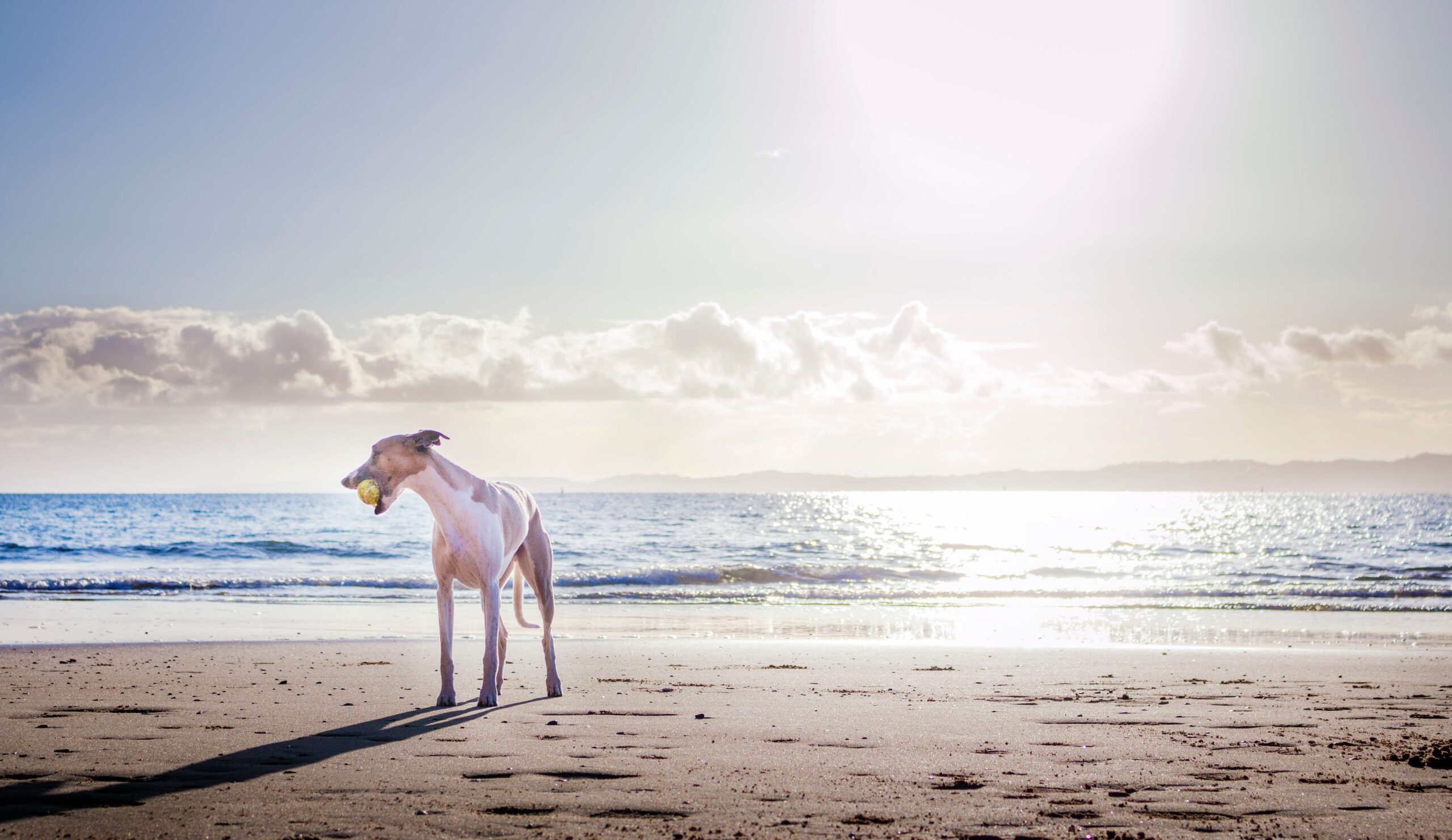 Greyhound on beach with ball vetpet academy