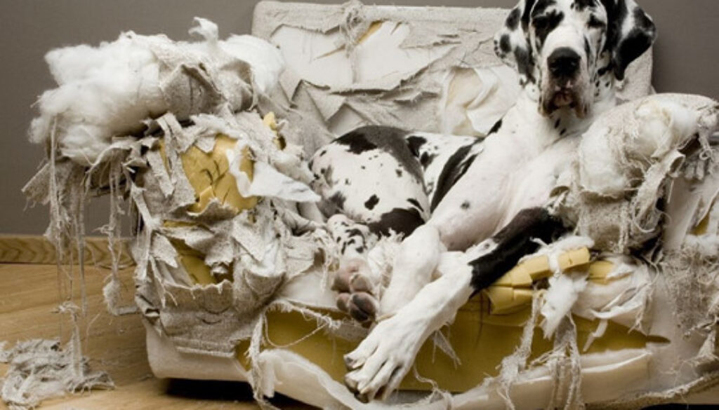 Harlequin-great-dane-dog-sofa