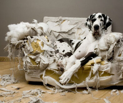 Harlequin-great-dane-dog-sofa