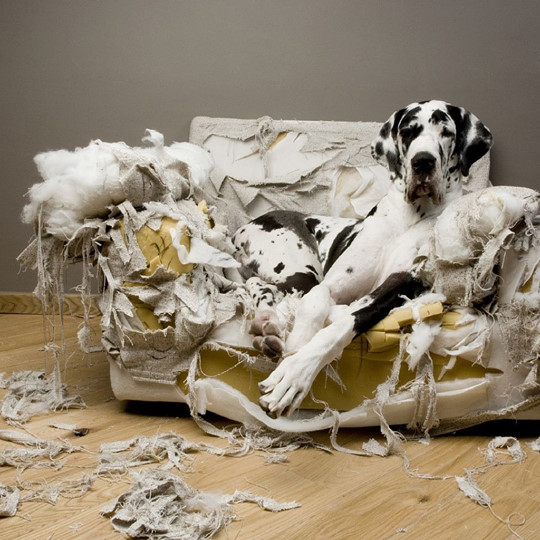 Harlequin-great-dane-dog-sofa