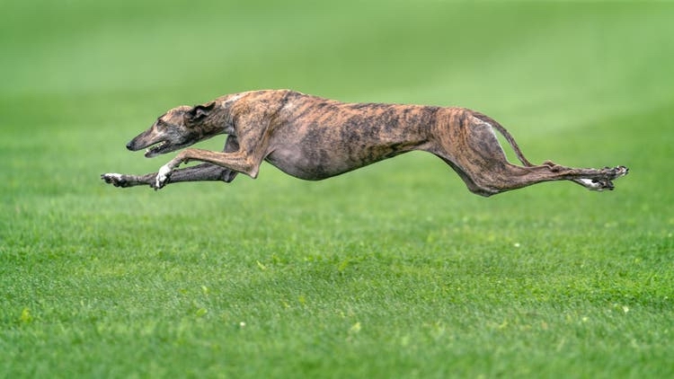 greyhound gallop suspension vetpet academy