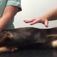 respiration canine