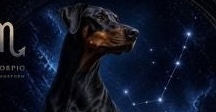 Dog Zodiac Signs - 14