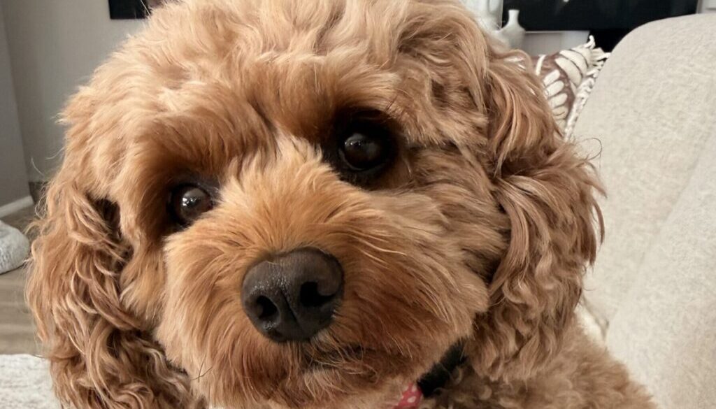 Cavoodle Peggy