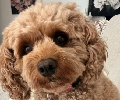 Cavoodle Peggy