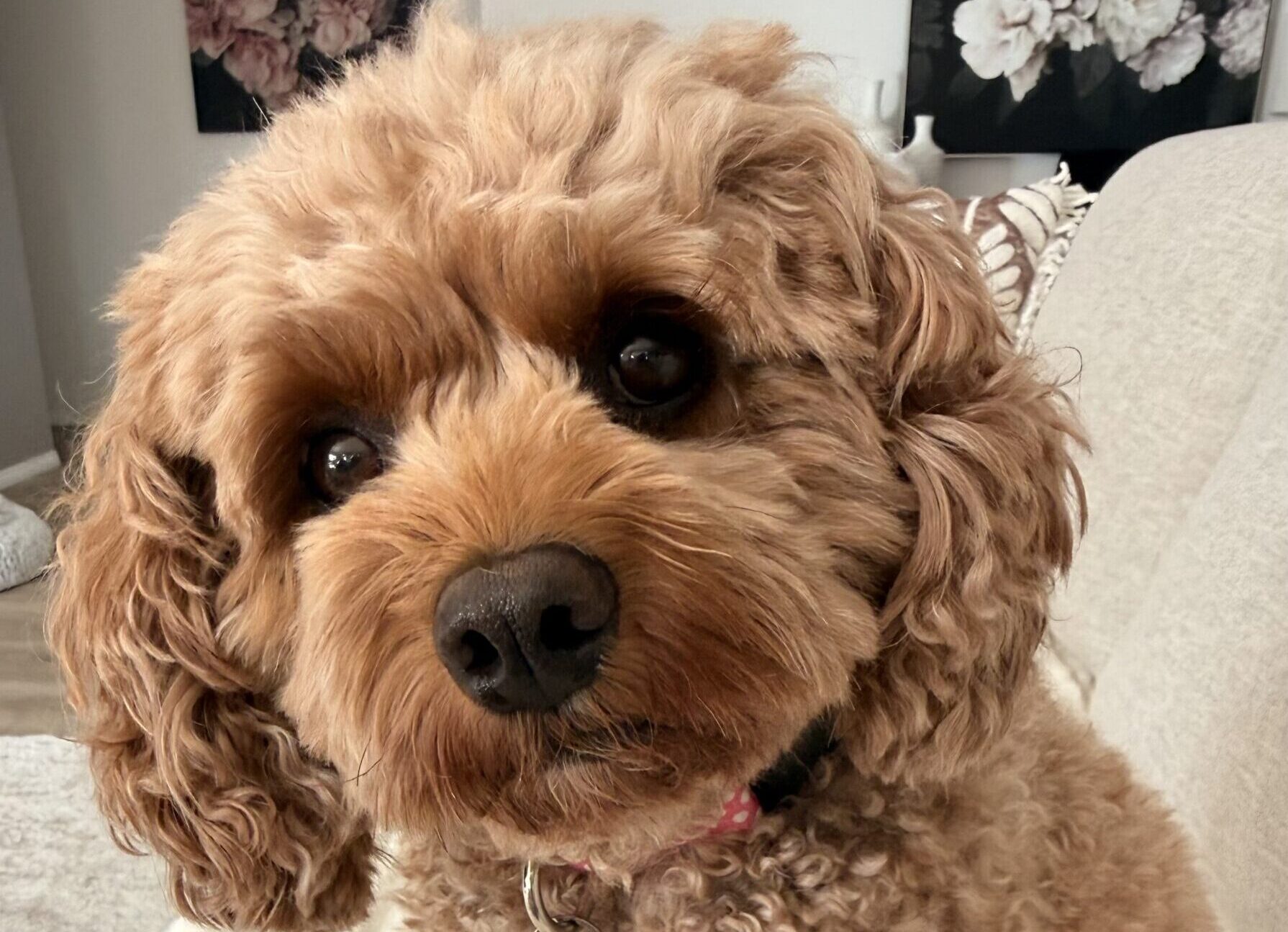Cavoodle Peggy