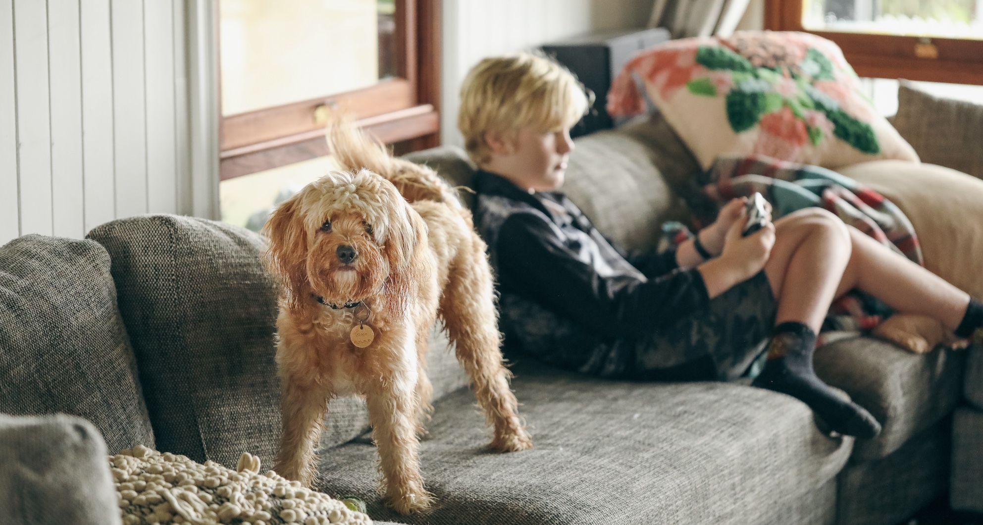 Young Cavoodle toy poodle dog standing on sofa with boy playing video games in background
