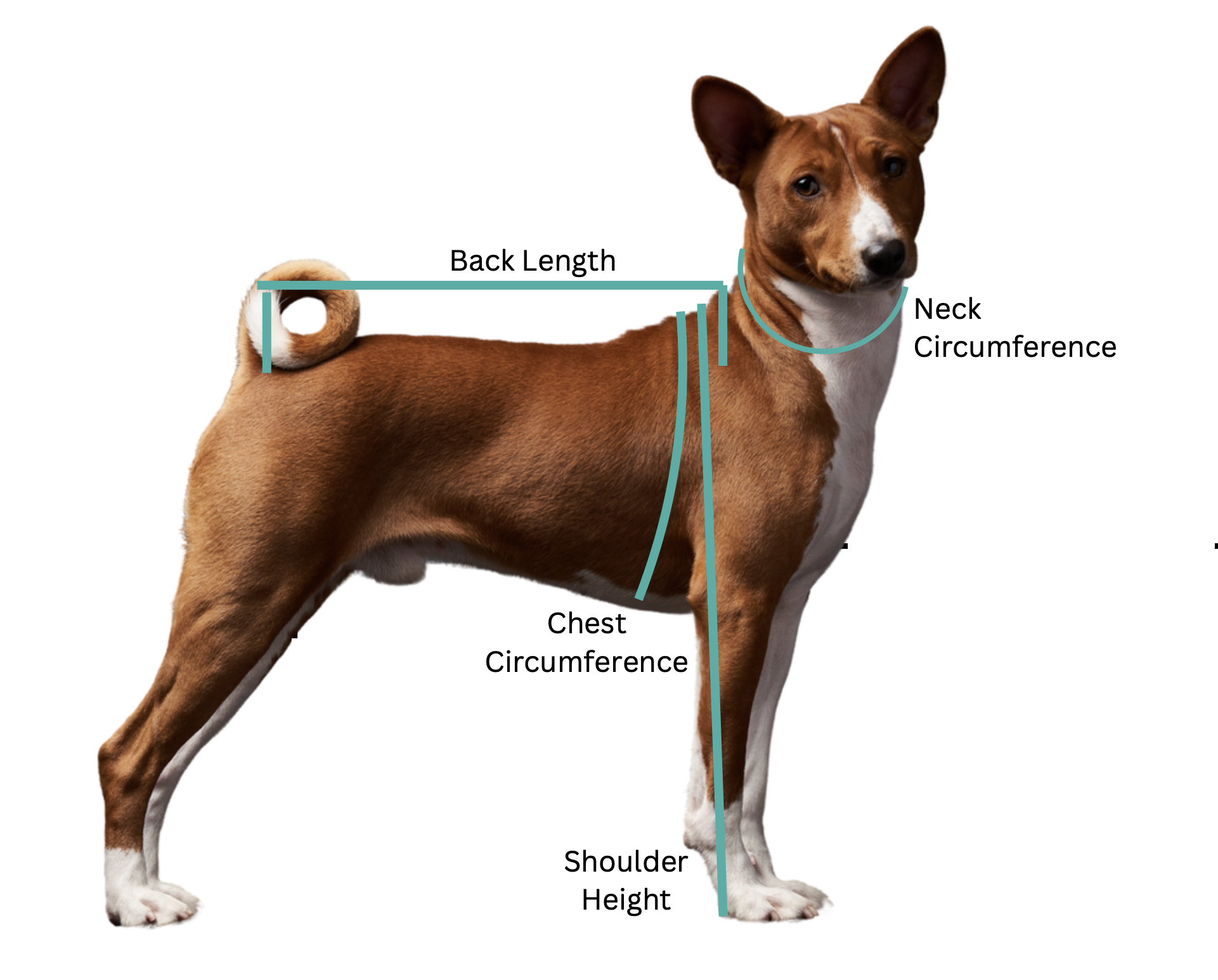 Dog Coat Fitting Post VetPet Academy