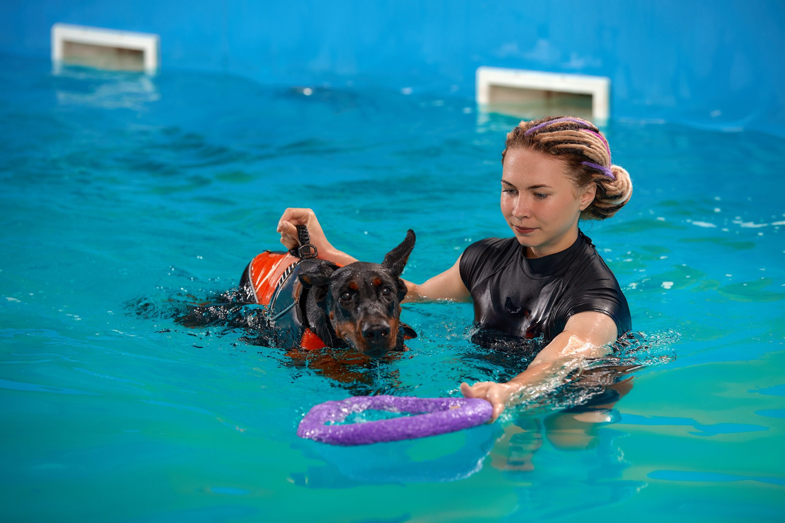 Dog trainer at the swimming pool, teaching the dog to swim.