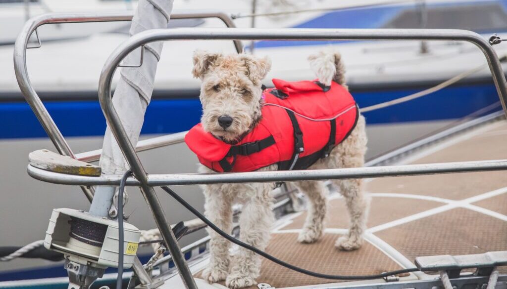 rescue dog in a vest on the bow of the ship in Denmark