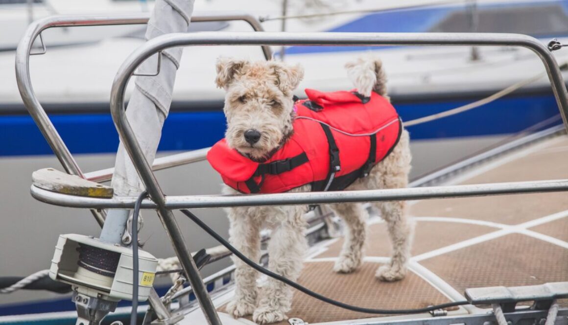 rescue dog in a vest on the bow of the ship in Denmark