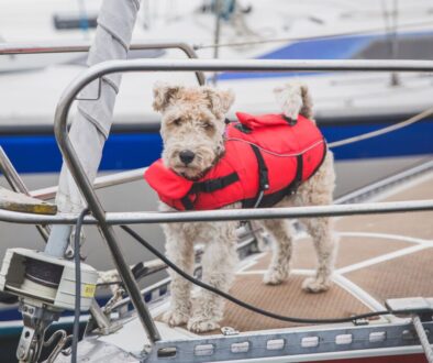 rescue dog in a vest on the bow of the ship in Denmark