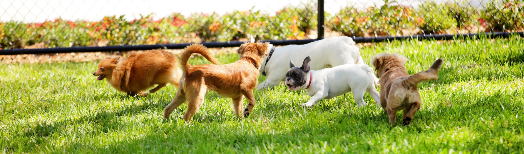 Stock image of a dog park