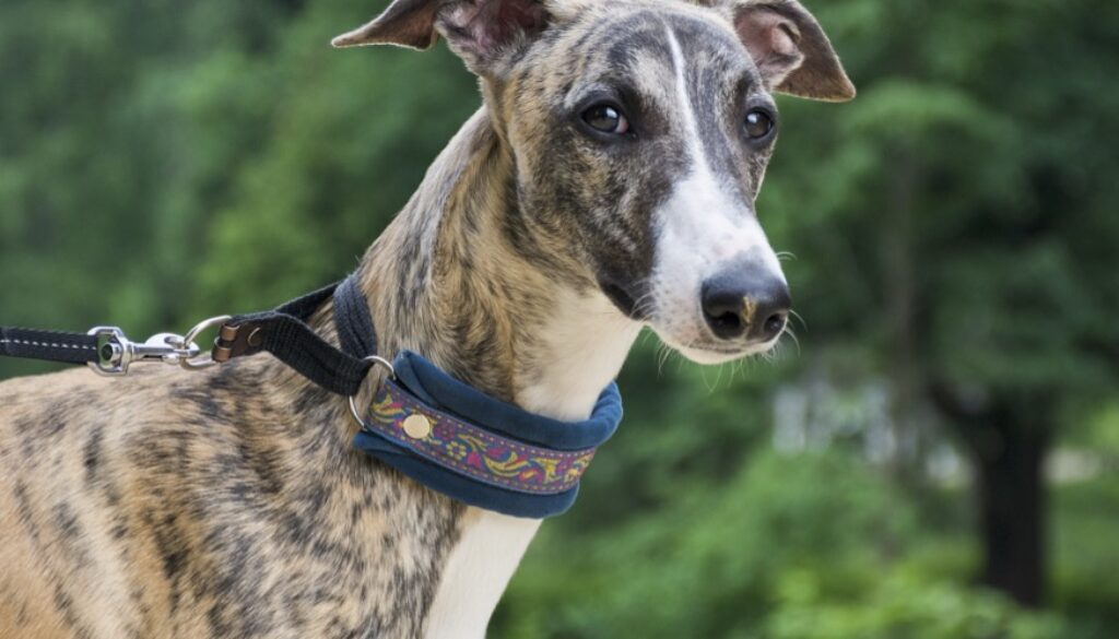 Greyhound brindle vetpet academy