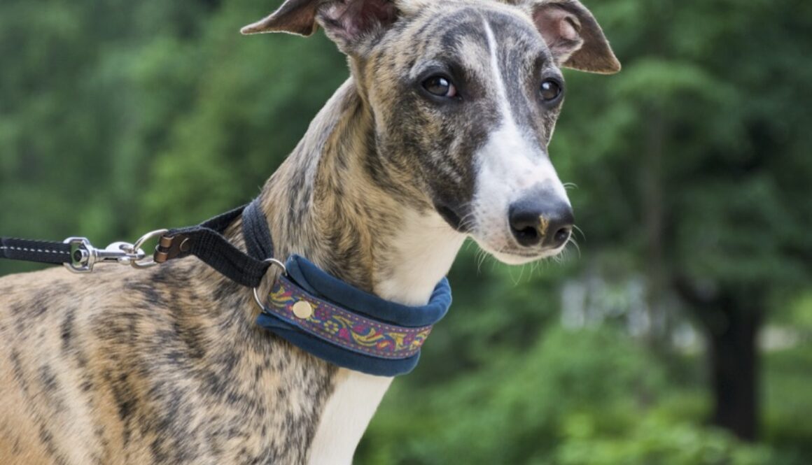 Greyhound brindle vetpet academy