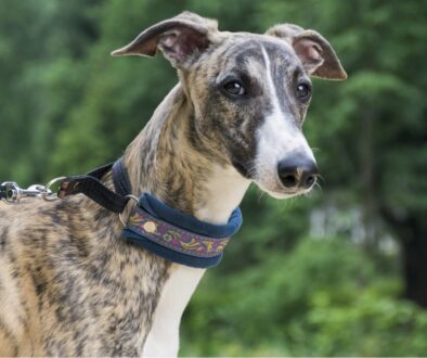 Greyhound brindle vetpet academy
