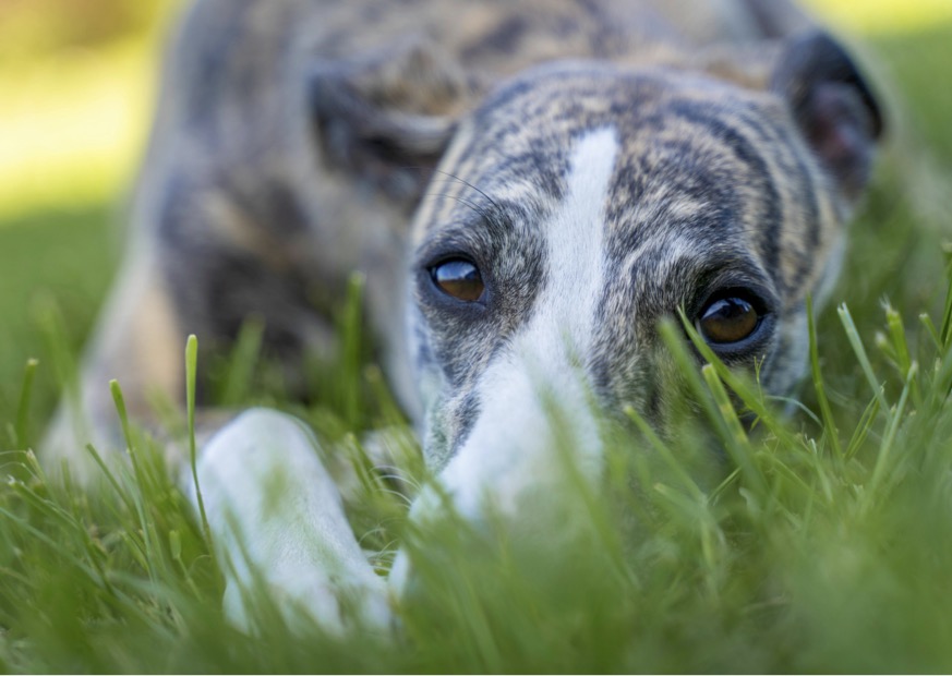 Greyhound resting in grass vetpet academy