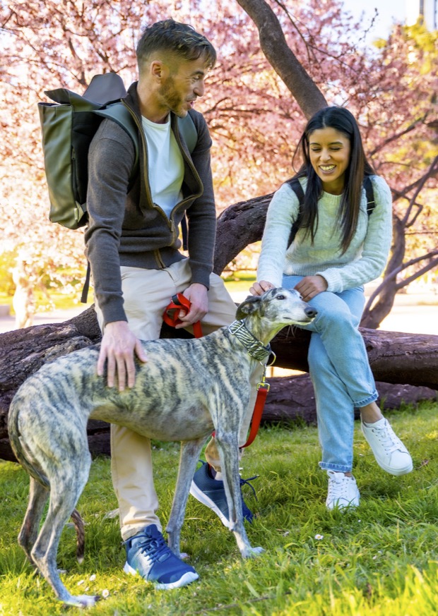 Greyhound with people vetpet academy
