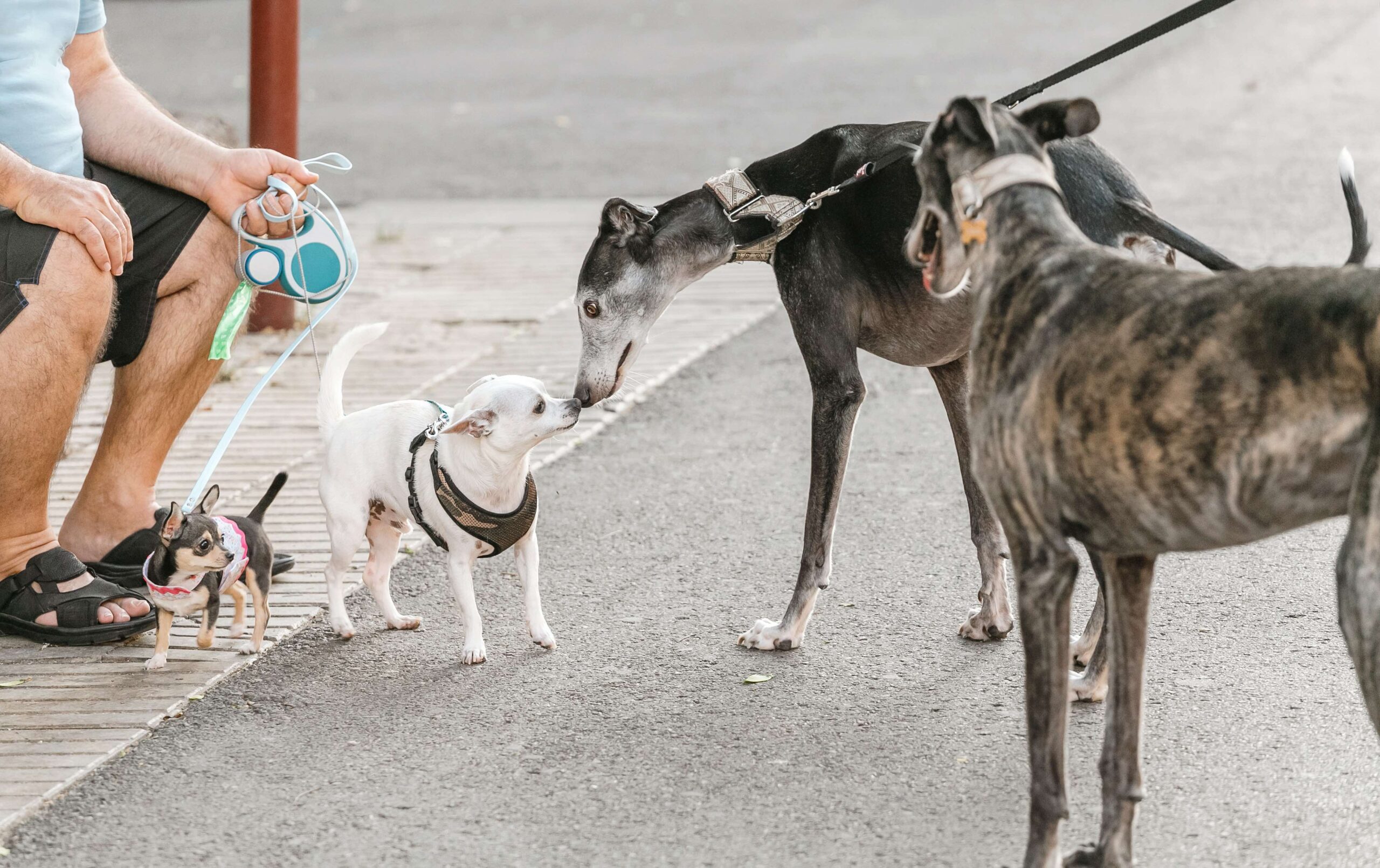 The dogs met on the street and sniff each other
