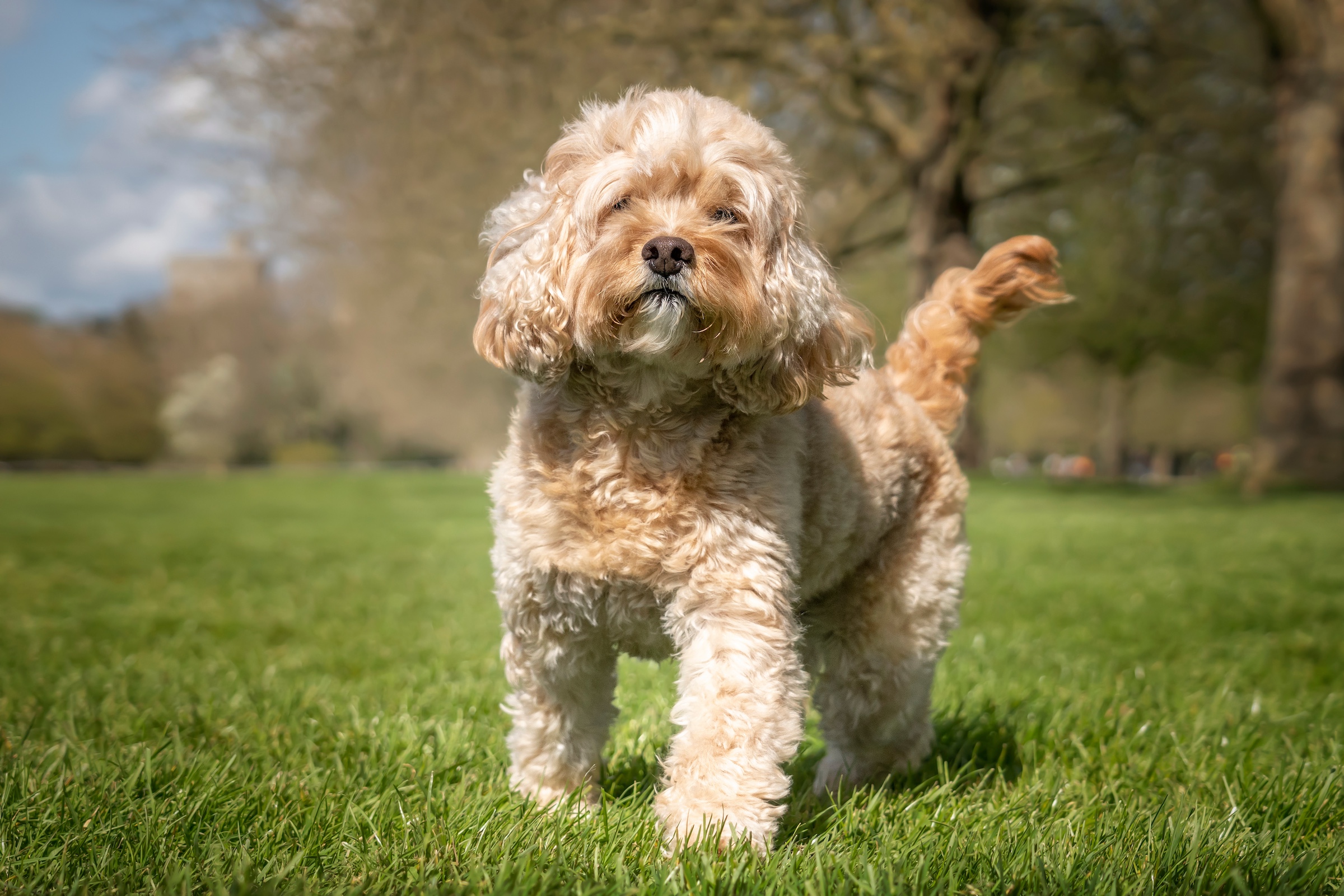 MIL Pet Photography - Dog Photographer