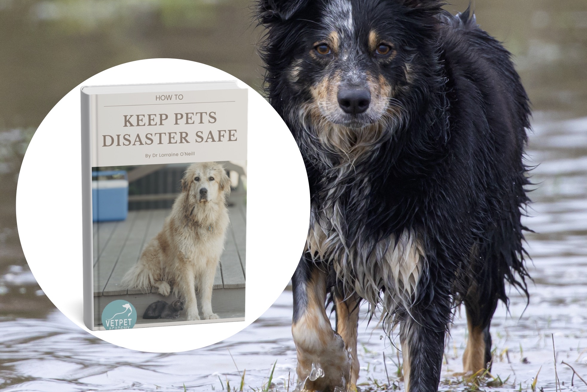 How To Keep Your Pet Disaster Safe vetpet academy