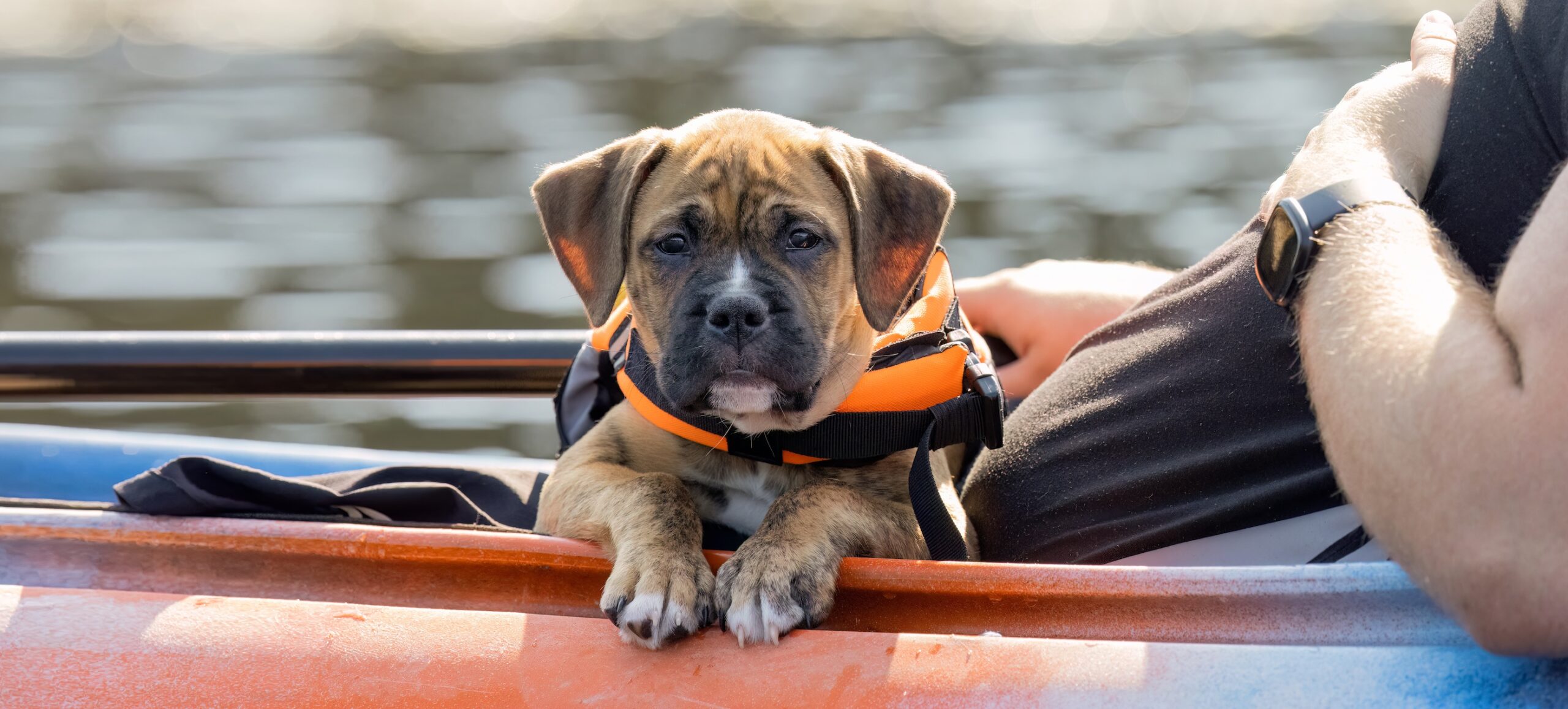 Dog, Boxer Puppy Family Fun Afloat: Adorable Boxer Puppy Cruise in Style, Sporting Orange Lifejackets on a Relaxing Kayak Ride. Photography