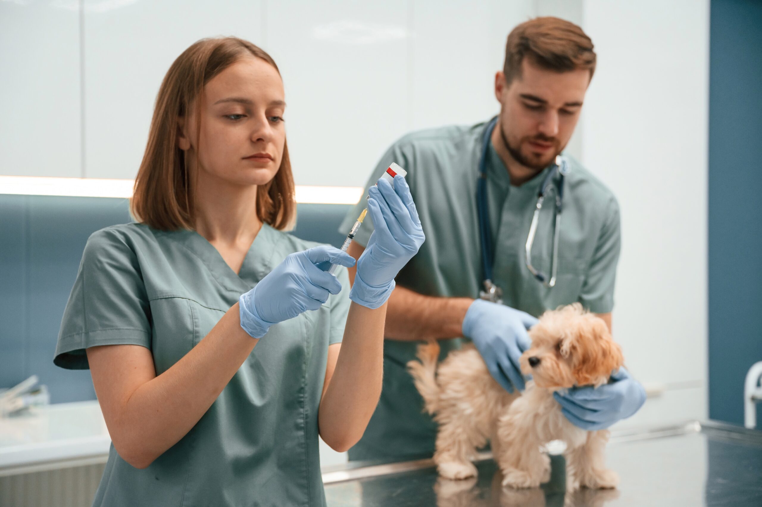 Medicine in the syringe. Cute little dog in veterinary clinic with two doctors