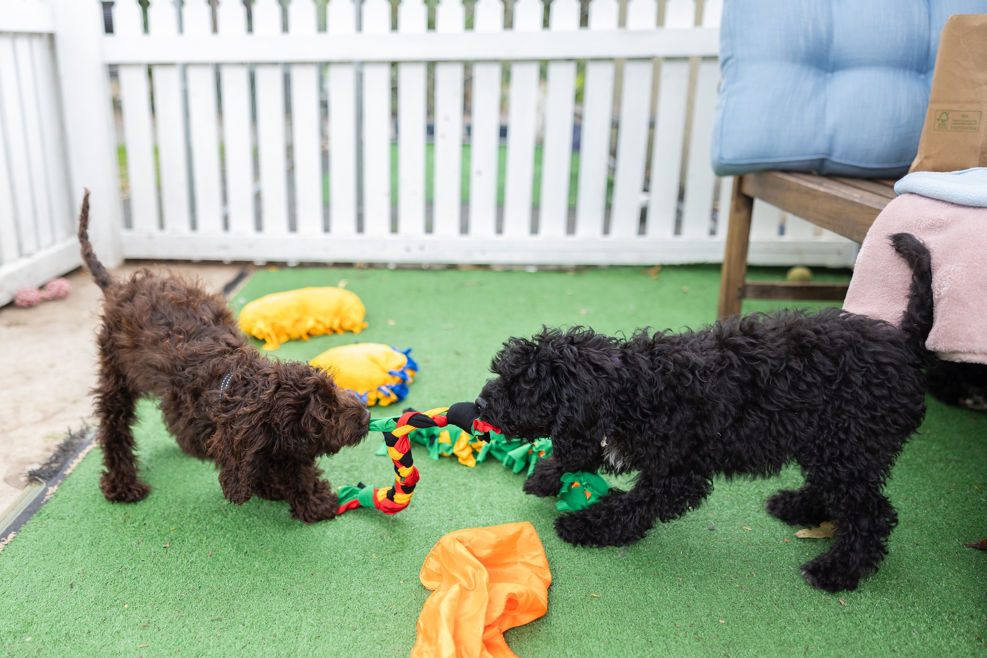 Cavoodle puppies playing with rope toy