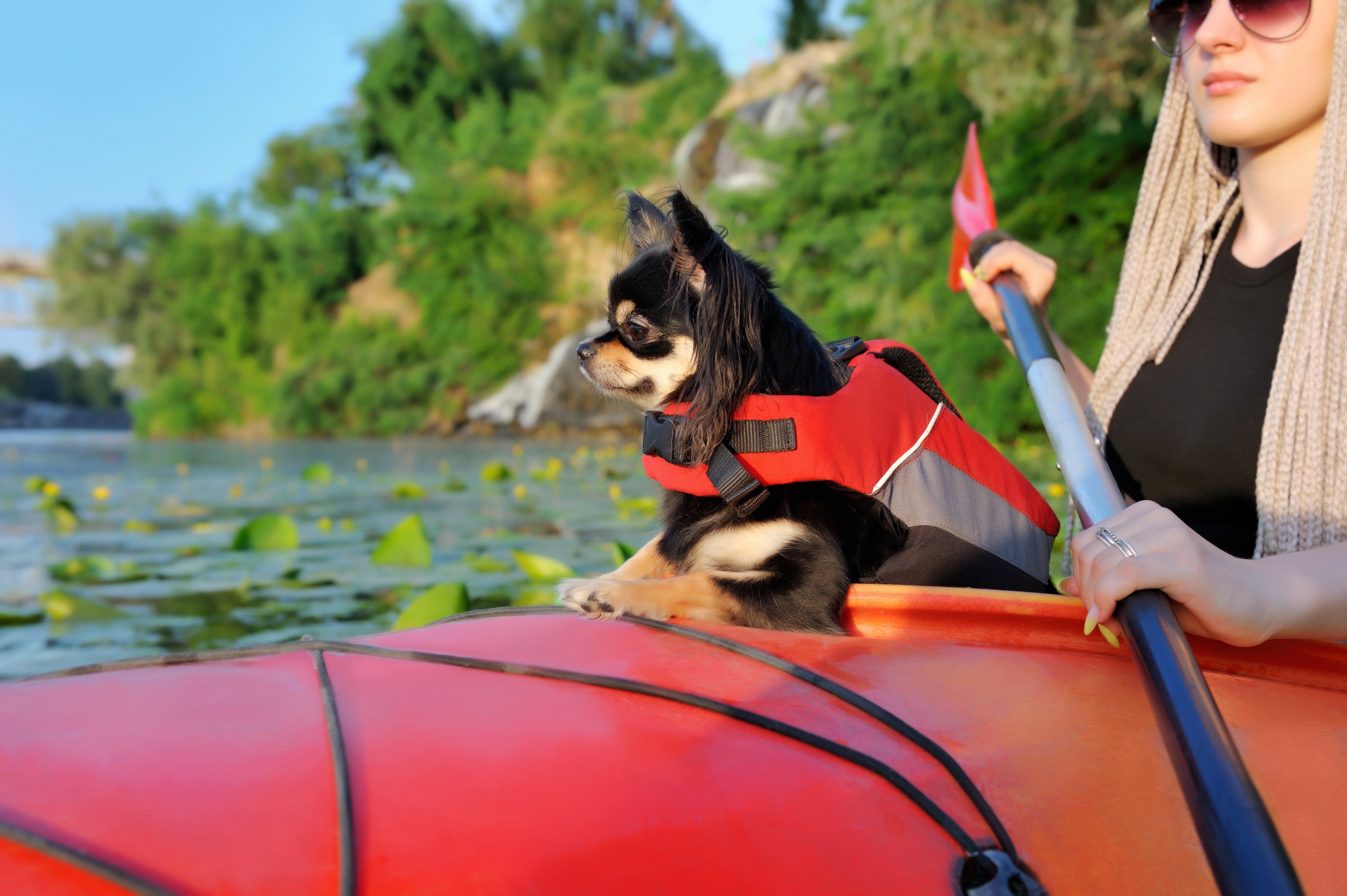Side view close-up portrait of a chihuahua resting on the boat while kayaking trip