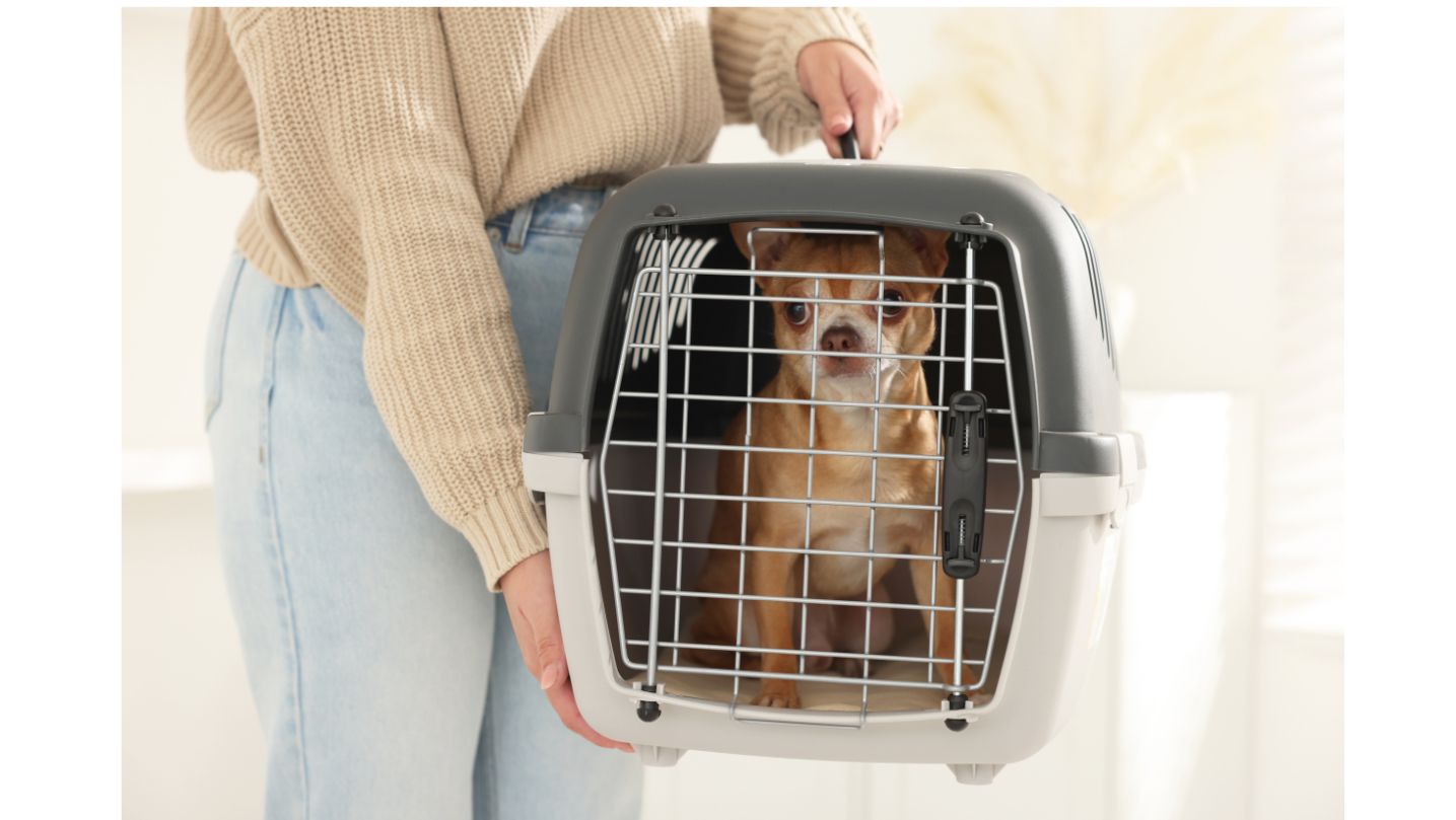 dog carrier vetpet academy