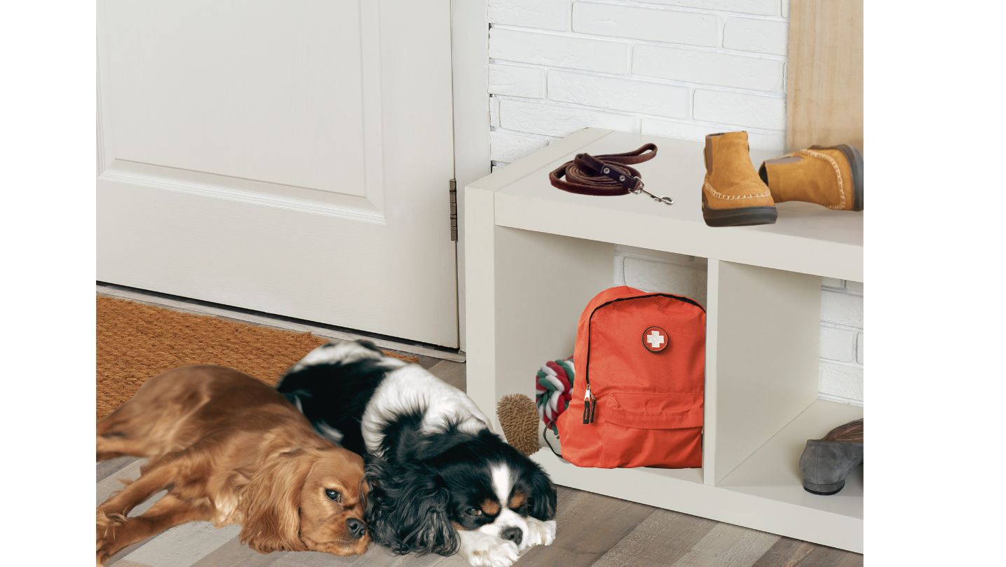 dog disaster kit vetpet academy