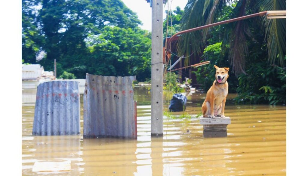 dog flood vetpet academy