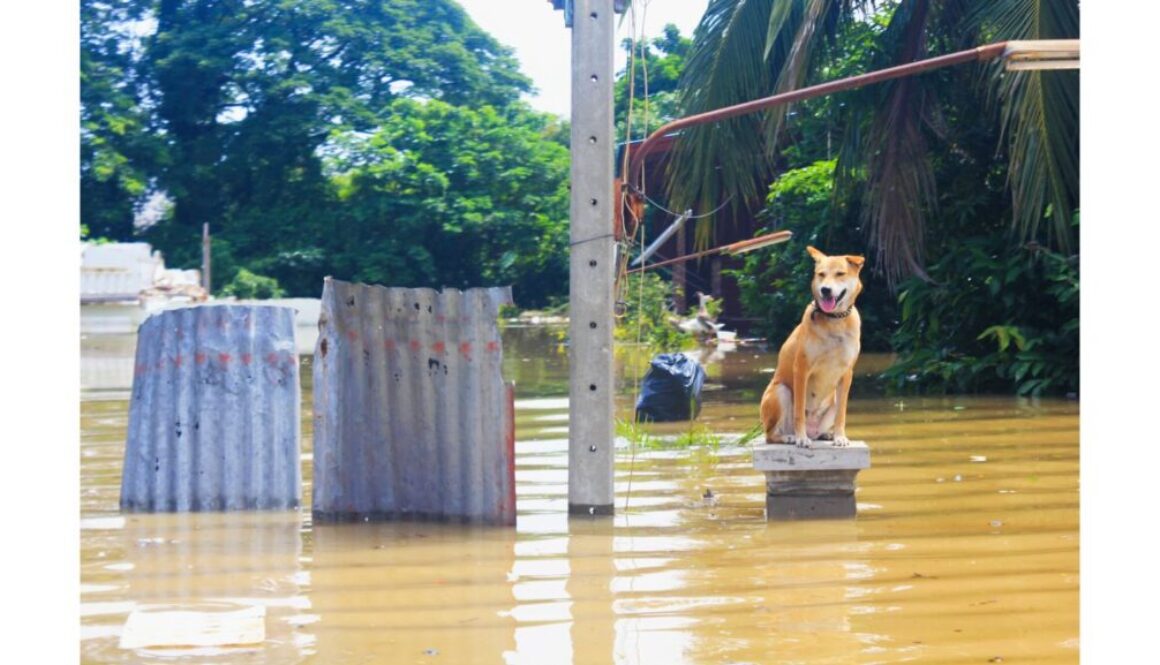 dog flood vetpet academy