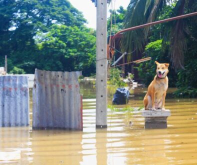 dog flood vetpet academy