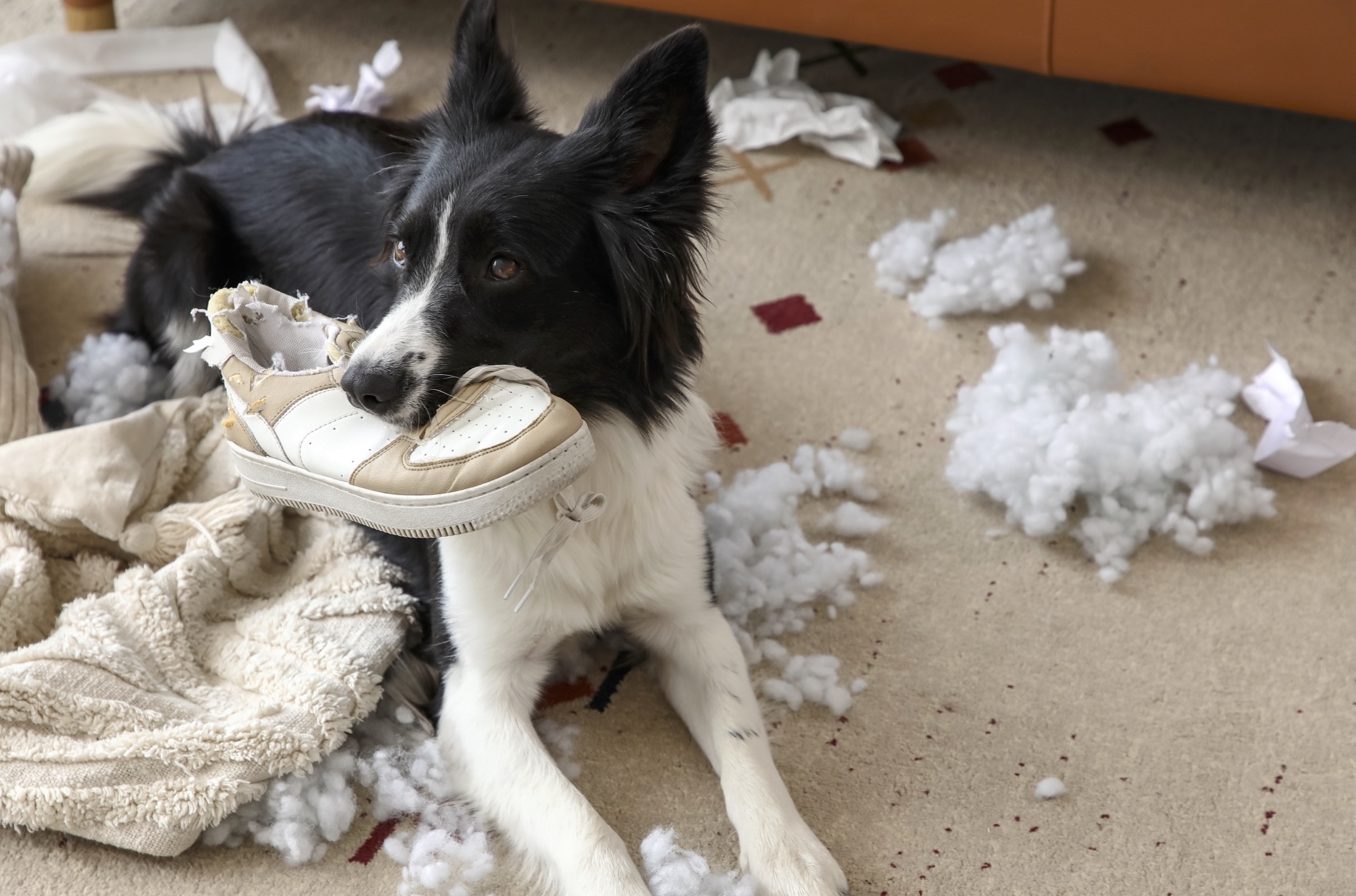 Dog Separation Anxiety Blog VetPet Academy Border Collie Chewing
