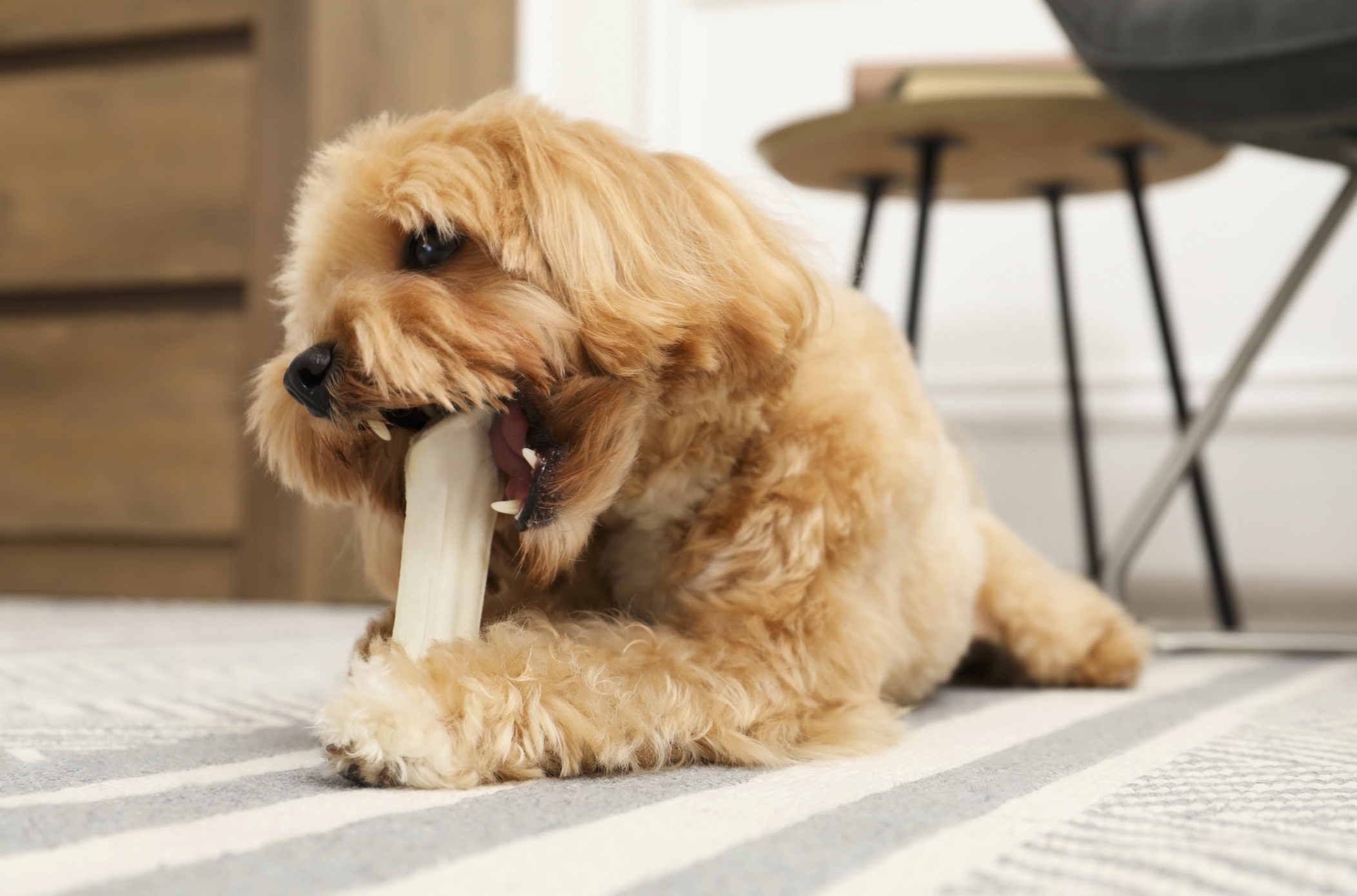 Dog Separation Anxiety Blog VetPet Academy Cavoodle With Chewie
