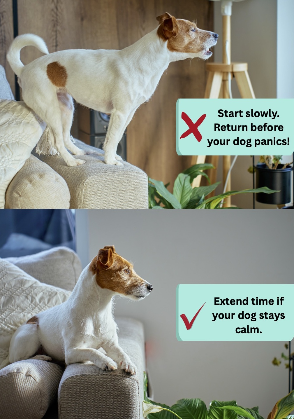 Dog Separation Anxiety Blog VetPet Academy Dogs Good and Bad Reactions