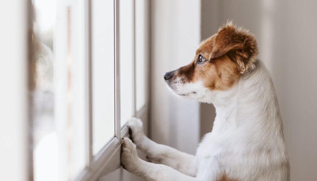 Dog Separation Anxiety Blog VetPet Academy Foxie Window